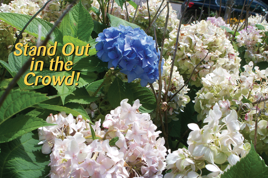 Stand Out In The Crowd!